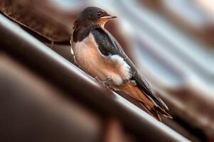 young barn swallow at feeding photo