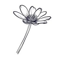 hand drawing of a buttercup flower illustration vector