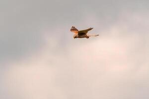 kestrel watches nature and looks for prey photo