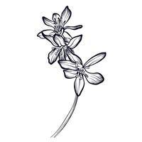 Violeta flores dibujado a mano ilustración vector