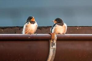 young barn swallow at feeding photo