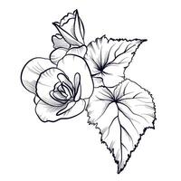begonia flor mano dibujo vector