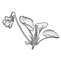 mano dibujo de un Violeta flor ilustración vector