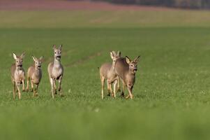 Deer grazing and relaxing in nature photo