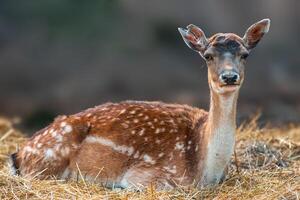 Deer grazing and relaxing in nature photo