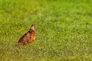 Faisán observa naturaleza y mira para comida foto