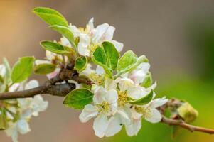 delicate apple blossom blooms on a branch photo