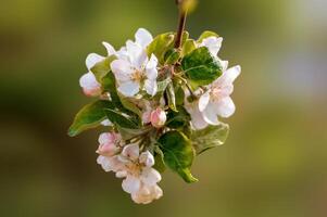 delicate apple blossom blooms on a branch photo