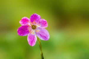 delicate purple wood anemone flowers in a forest photo