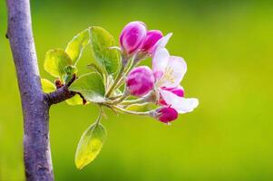 delicate apple blossom blooms on a branch photo