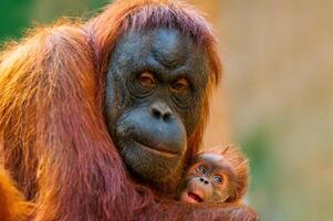 madre orangután cuida a su bebé foto