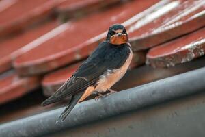 young barn swallow at feeding photo