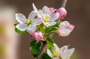delicado manzana florecer floraciones en un rama foto
