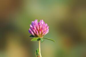 pink clover blossom in the morning light photo