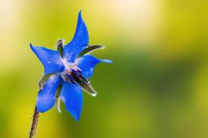 strong blue borage bloom in the morning light photo