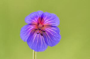 purple cranesbill flowers in a meadow photo