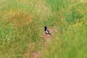 eurasian magpie looking for food photo