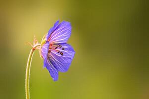 purple cranesbill flowers in a meadow photo