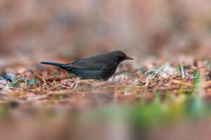 Blackbird observes nature and looks for food photo