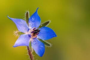 strong blue borage bloom in the morning light photo