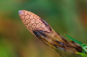 closed field horsetail blossom in the morning light photo