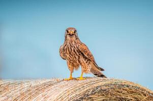 young falcon on the hunt for prey photo