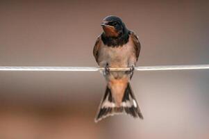 young barn swallow at feeding photo