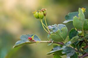 hawthorn fruit in the morning light photo