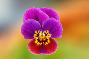 púrpura pensamiento flor en el Mañana ligero foto