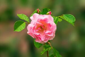 cream pink rose blossom in the morning light photo