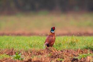 a young pheasant at a field photo