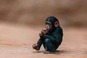sentado bebé chimpancé de África occidental se relaja foto