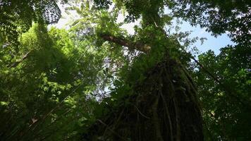 rustig tafereel in wildernis gebieden met dicht weelderig gebladerte planten onder zonlicht in de zomer. landschap van tropisch regenwoud. video