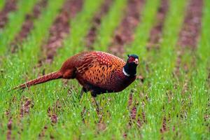 a young pheasant at a field photo