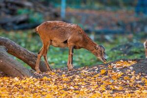 a young female Mouflon Ovis gmelini musimon photo