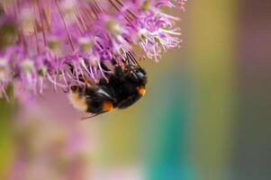 bee collecting pollen from a seasonal plant photo