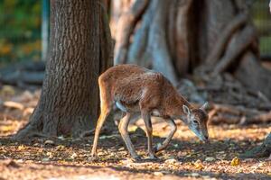 a young female Mouflon Ovis gmelini musimon photo