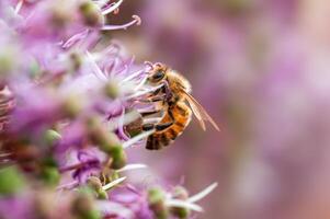 bee collecting pollen from a seasonal plant photo