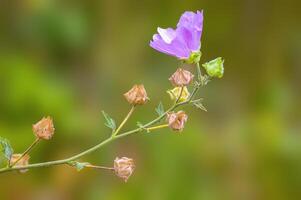 un suave flor florecer en un naturaleza jardín foto