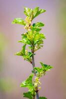 branch with beautiful fresh bud photo