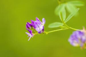 a soft flower blossom in a nature garden photo