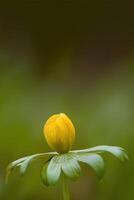 a soft flower blossom in a nature garden photo