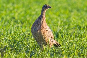 pheasant observes nature and looks for food photo