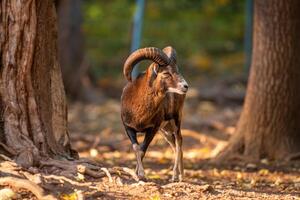 a young male Mouflon Ovis gmelini musimon photo