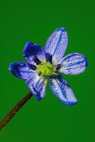 a soft flower blossom in a nature garden photo