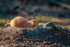 a black tailed prairie dog photo