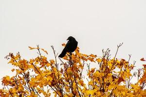 un negro cuervo en otoño foto