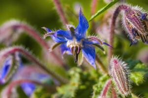 un suave flor florecer en un naturaleza jardín foto