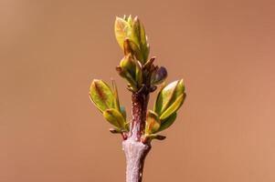 branch with beautiful fresh bud photo