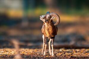 a young male Mouflon Ovis gmelini musimon photo